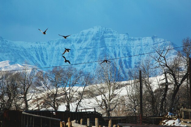 Bird flying over built structure