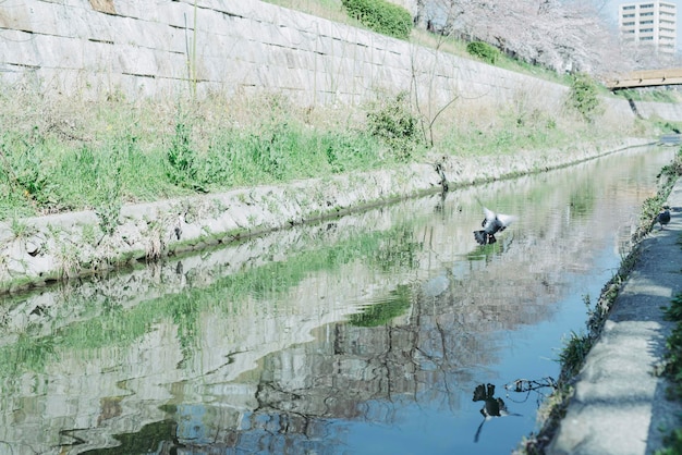 Bird flying over canal