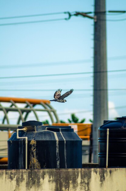 Foto uccello che vola sopra i container contro il cielo