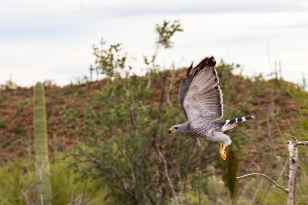 Foto un uccello che vola sul deserto