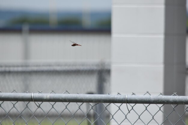 Photo bird flying in a fence