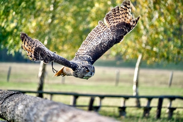 Photo bird flying over a fence