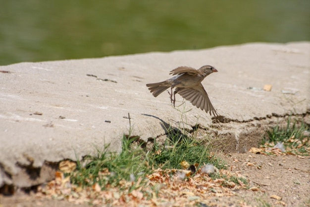 Photo bird flying over a field