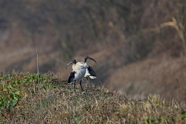 Bird flying over a field