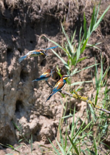 Foto un uccello che vola in un campo