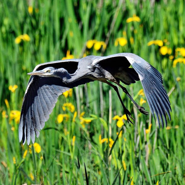 Photo bird flying over field