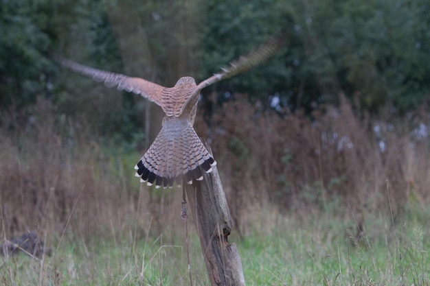 Photo bird flying over a field