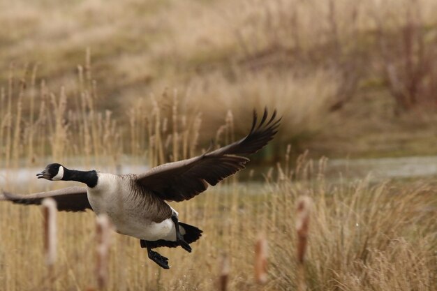 Foto un uccello che vola sopra un campo