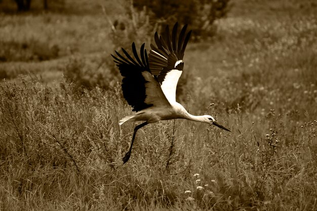 Photo bird flying in a field