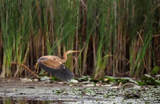 Foto un uccello che vola sul campo