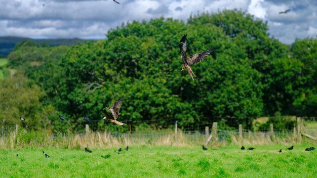 Bird flying in a field