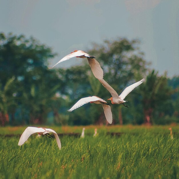 Bird flying in a field