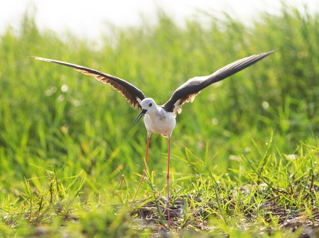 Bird flying over field