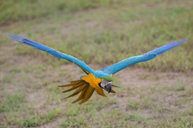 Foto un uccello che vola sopra un campo