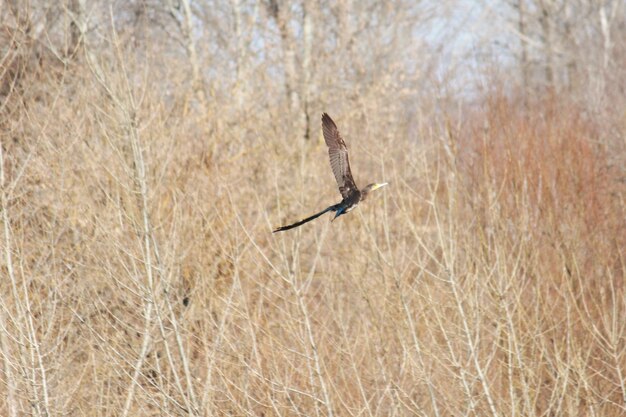 Foto un uccello che vola sul campo