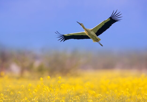 Bird flying in a field