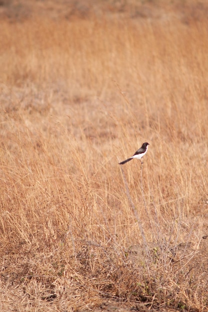 Photo bird flying in a field