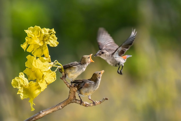 Bird flying in a flower