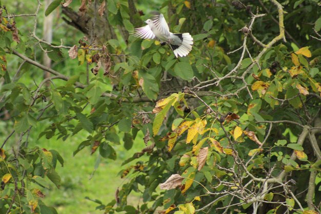 Bird flying in a forest