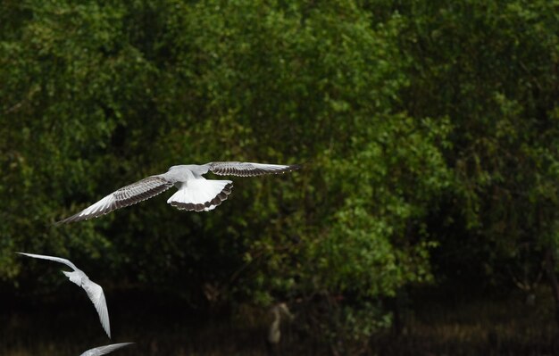 Bird flying in a forest