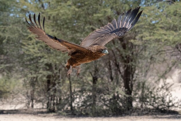 Foto un uccello che vola in una foresta