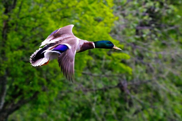 Foto un uccello che vola in una foresta