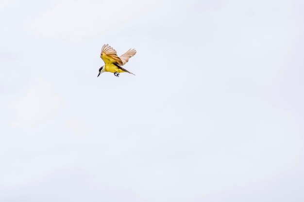 Bird flying free against a clear blue sky