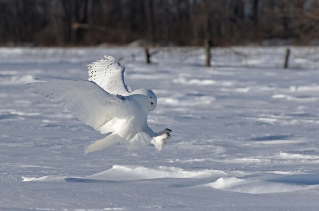 冬に凍った湖の上を飛ぶ鳥