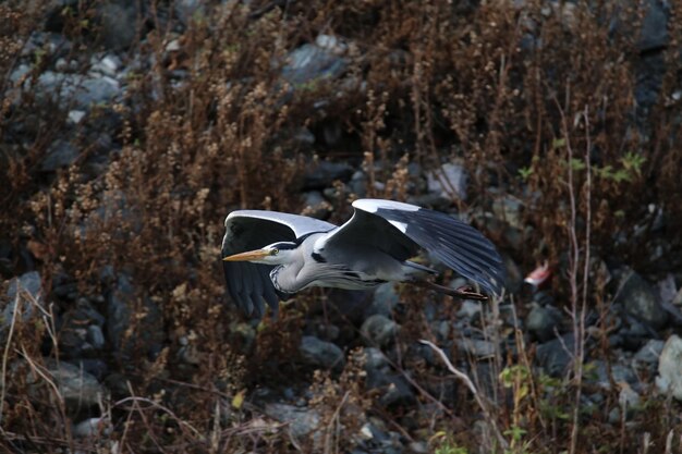 Foto un uccello che vola sull'erba