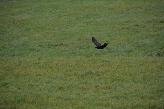 Bird flying over grass