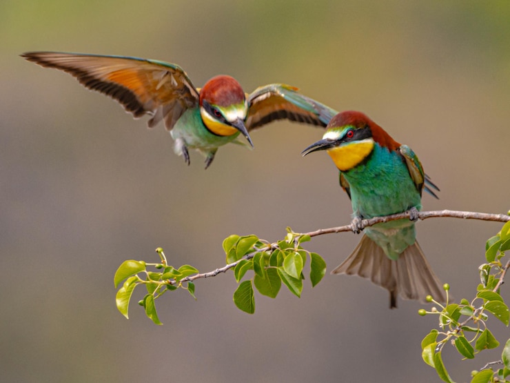 फोटो bird flying over green leaves