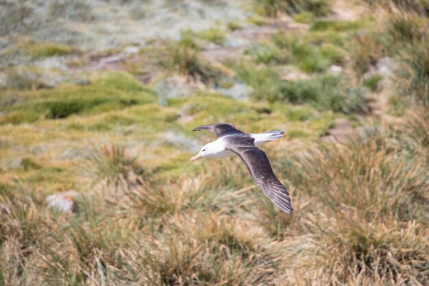 写真 野原で飛ぶ鳥