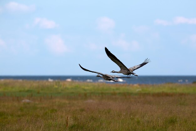 写真 野原で飛ぶ鳥