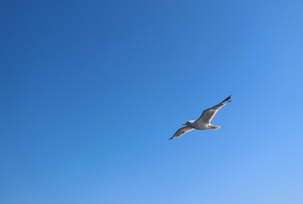 写真 空の青い空を飛んでいる鳥