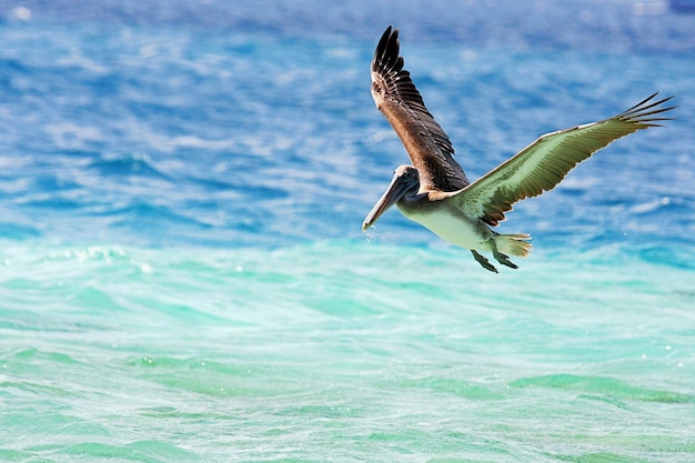 写真 空を飛ぶ鳥