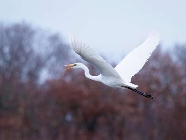 写真 空を飛ぶ鳥