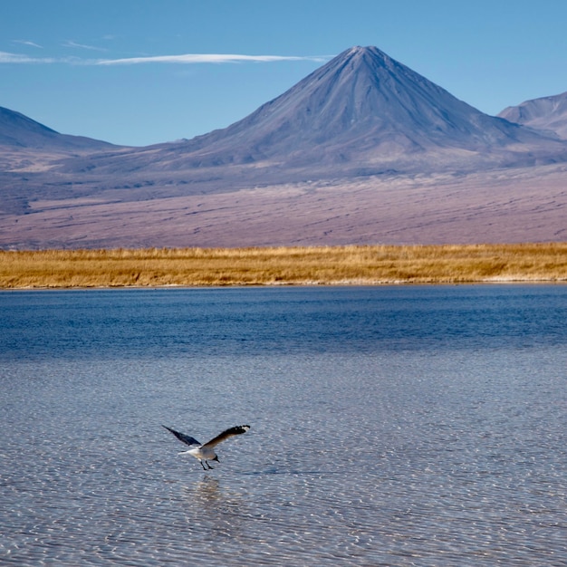 Bird flying over lake against mountain range