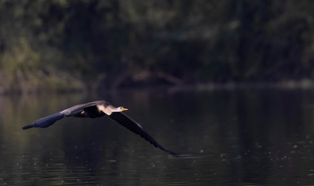 A bird flying over a lake with water in the background