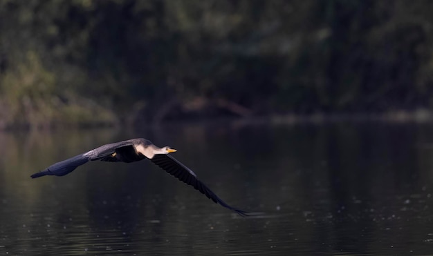 背景に水がある湖の上を飛んでいる鳥