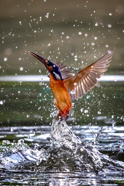 Foto uccelli che volano sul lago