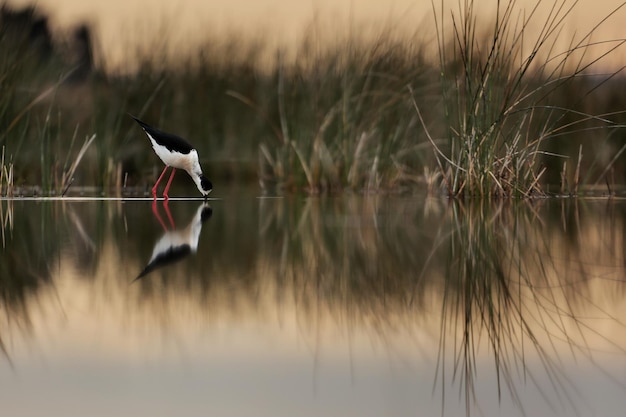 Photo bird flying over lake