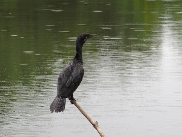 Photo bird flying over lake