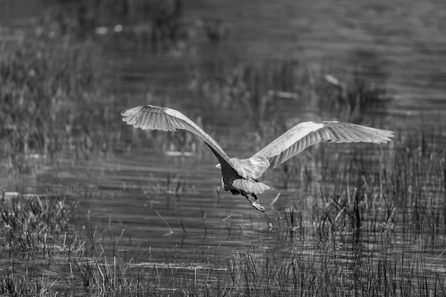 Bird flying over the lake