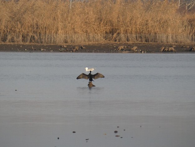 Bird flying over a lake