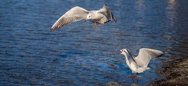 湖の上を飛ぶ鳥