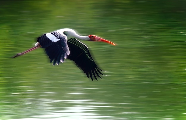 Foto uccelli che volano sul lago