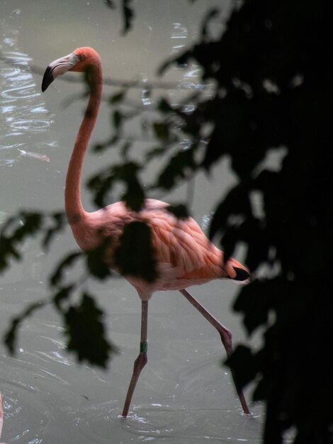 湖の上を飛ぶ鳥