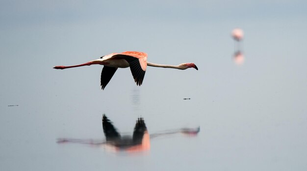 Photo bird flying over a lake