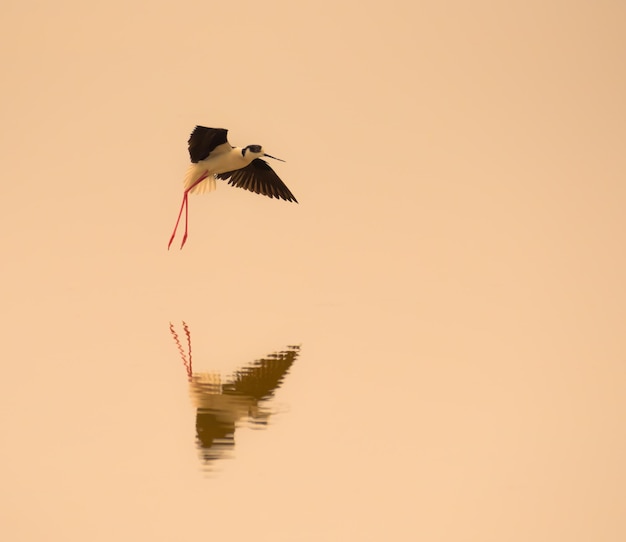 Bird flying over lake