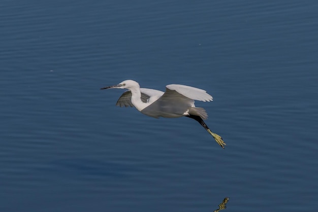 Photo bird flying over lake